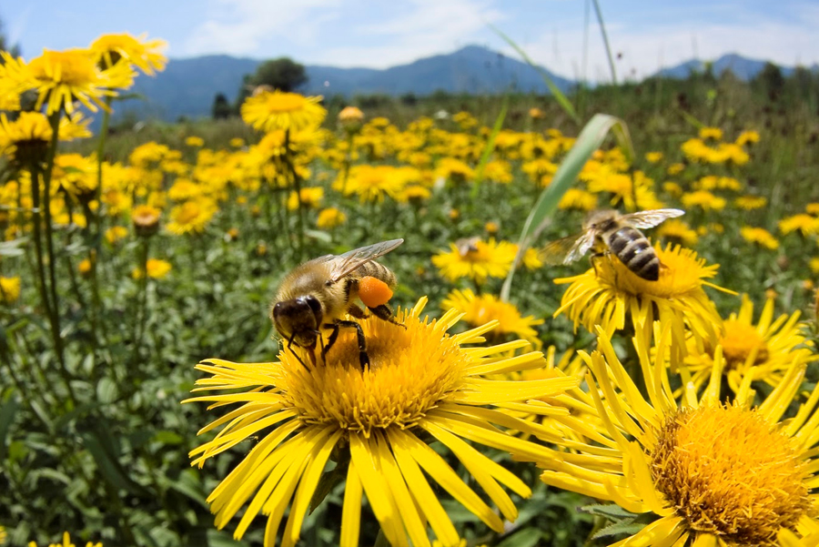 Help Save the Bees at Lassens Natural Foods & Vitamins